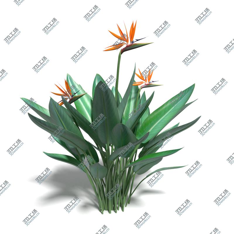 images/goods_img/202105073/Bird of Paradise/2.jpg